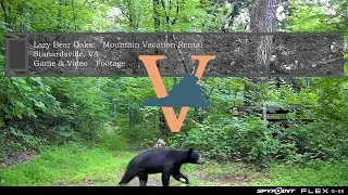 Wildlife Caught on Camera in Stanardsville, VA | Lazy Bear Oaks Mountain Getaway