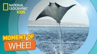 Mobula Rays Leap Through the Air | The Secret Life of Animals