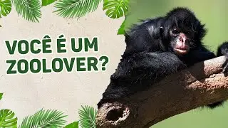 ZOOLOVERS BRASIL -  ANIMAIS #01