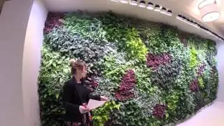 Fuse Cambridge Living Wall!