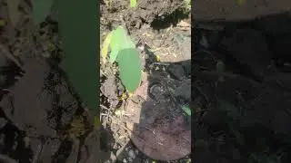 TM62 Anti-Tank Landmine removal in Ukraine is never easy expecially when it's covered in fire ants.