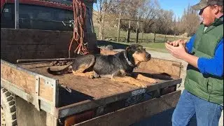 Dog bark competition returns to Chatto Creek for another year