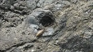 A Long-jawed Orb Weaver tries to capture Arctic bristletails