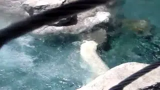 2010 - Polar Bear Feeding Time At Rio Grande Zoo In Albuquerque, New Mexico