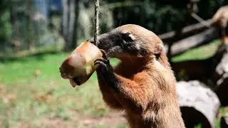 Animals at Rome zoo receive frozen food to fight the heat