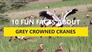 10 Facts About The Grey Crowned Crested Crane