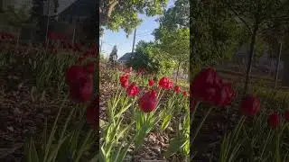 R e D r O s E❤️.......... #calgary #canada #vlog #gopro #alberta #redrose #park