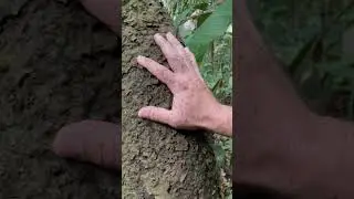 Repelente natural de formigas tapiba na selva amaz&ocirc;nica