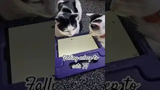 Falling asleep watching cat TV #shorts #cat #funny #cats #shortvideo