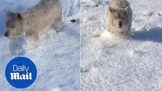 At least someone's having fun! No such troubles for this dog - Daily Mail