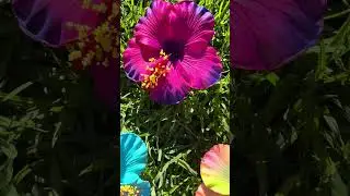 People pleaser 🌷🩵 Isalei Hibiscus in new colours - do you have a fav?www.islandaesthetica.com.au