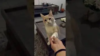 #cat he&rsquo;s shaking hands 😳😱