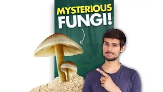 This Fungus eats Radiation!