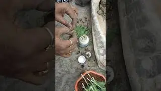 Propagation of Gaillardia Grandiflora plants