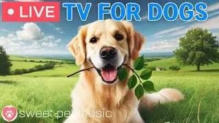 🔴24 Hours of Dog TV🎵🐶Calming Music for Dog Sleep🐾🩷Soothing Music for Dogs with Stress & Anxiety