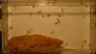 Common Housefly From Egg to Adult in 14 Days- Time-Lapse
