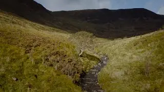 Scotland's Tree of the Year 2020 - The Survivor Tree