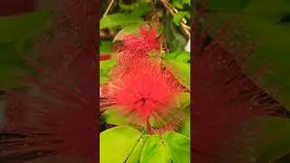 Каллиандра красноголовчатая (Calliandra haematocephala), родом из тропических лесов Африки.