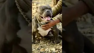 U.S.A IMPORT🔥SON SALE🤩 /MICRO SIZE AMERICAN BULLY ADULT #shorts #trending