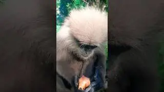Purple faced langur 🐵 #animals #langurmonkey #langur #wildlife