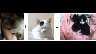 猫の出産。初めの一歩
