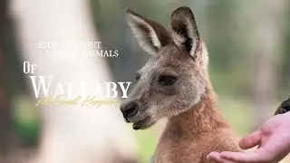 Wallaby vs. Kangaroo: The Difference Is NOT Just Size