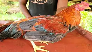country chicken cutting skills process!! Chicken Cutting & Cleaning Skills !! @kiskuchickenshop
