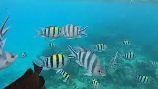 Underwater on fast forward - Tumbatu Island, Zanzibar, Tanzania