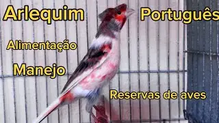 Arlequim Português: manejo e alimentação  🙏 Telefone para reserva de aves: (31) 995219926 WhatsApp