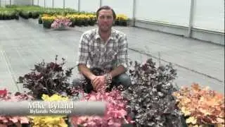 Heuchera Perennials - 2012 Plant of the Year