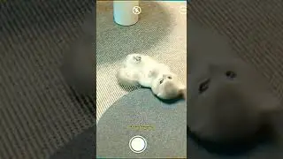 Adorable Little kitten 🐈 Funny kitten Moments 😺 #adorablekitten #littlekitten #funnykitten #cat