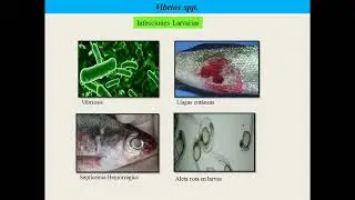 Cultivo del rot&iacute;fero proales similis complementado con probioticos