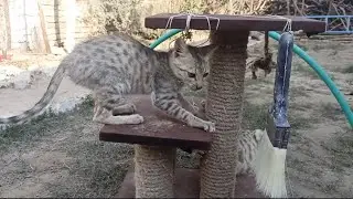 Cat Beautiful video 😻