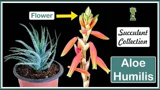 Aloe Humilis (Cactus and Succulents)