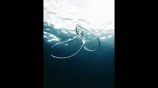 Mesmerizing Bubble Ring Collision