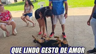 El rottweiler mas afortunado del mundo.