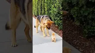 Big Dog Comforts Crying Tiny Puppy in the Sweetest Way ❤️🐶