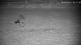 A fox feasting while two male Tawny Owls make lots of noise! - with audio