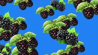 FALLING Raspberries fruit green screen/  Raspberries Fruit RAIN Background VIDEO