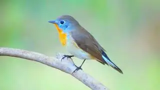 A captivating song of the Red-Breasted Flycatcher