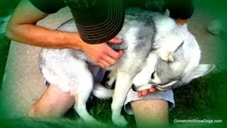 Siberian Husky Puppy Memphis gets SPAYED! She is Fixed!