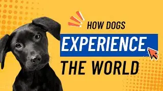 How Dogs See the World: Vision, Smell, Hearing & More