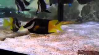 Двухцветный FoxFace $59 &mdash; The Reef Corner