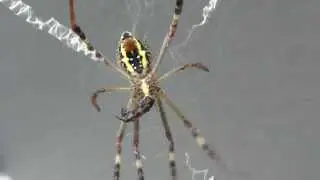 Southern Cross Spider - Everton Park - Brisbane.
