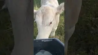 Landleben #cow #kuh #rinder #tiere #country #k&uuml;he #landleben