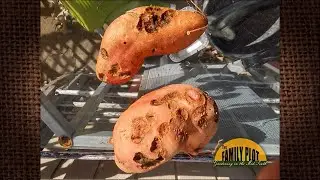 Q&A - What has been eating my sweet potatoes?