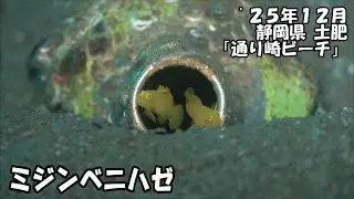ミジンベニハゼ（’２５年１2月　静岡県　土肥　通り崎ビーチ）
