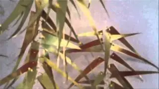 WaltCassidyFinal