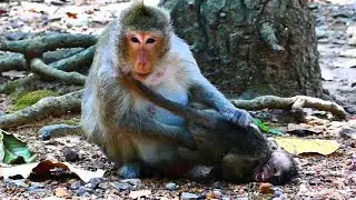 O.M.G Poor Baby Monkey Mom Elsa Not Take care Monkey Amber Group