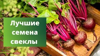 Это ЛУЧШАЯ СВЕКЛА для ваших ЩЕЙ И БОРЩЕЙ | Ранняя посадка
